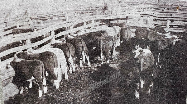 Stockyards Hoodie #6554